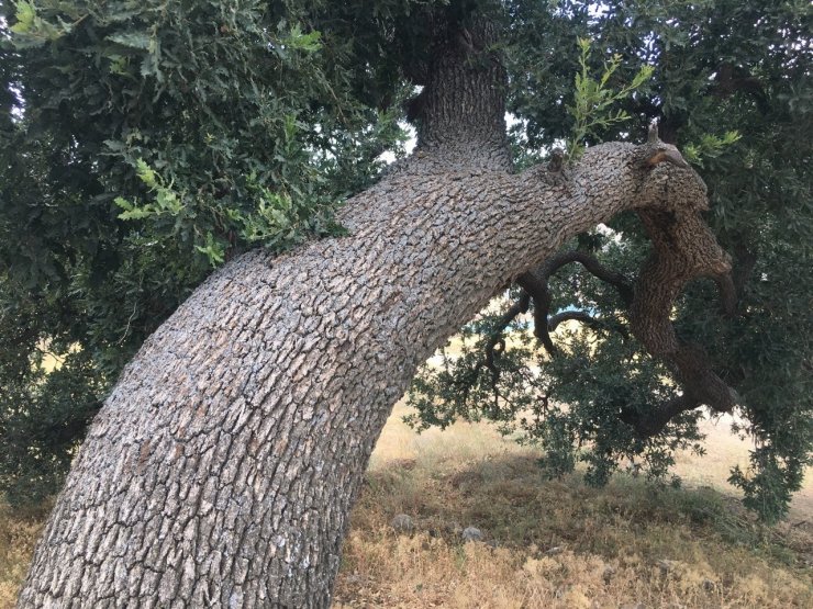 3 yüz yıllık ağaca dokunulmuyor, sebebi ise enteresan