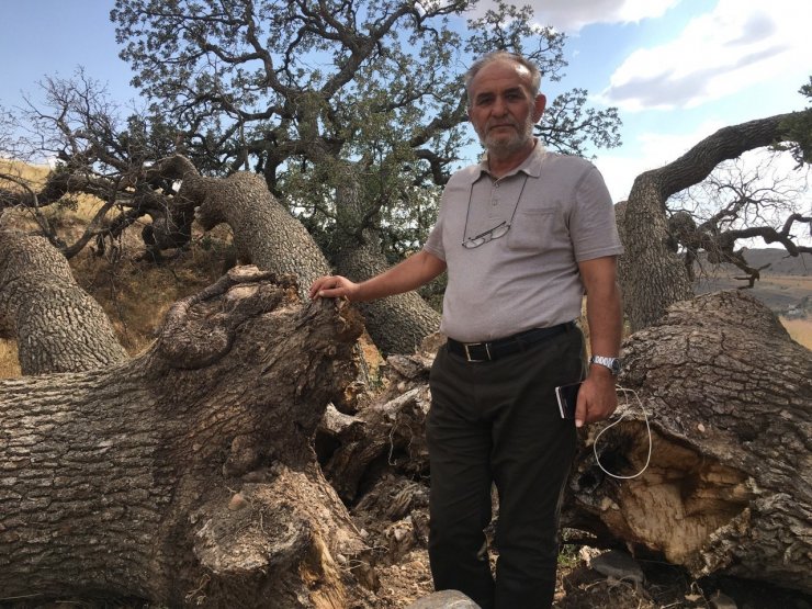 3 yüz yıllık ağaca dokunulmuyor, sebebi ise enteresan